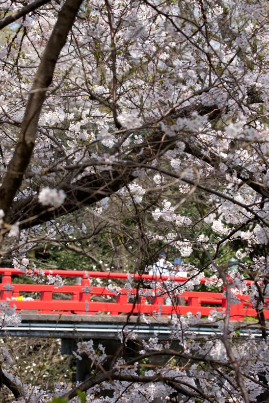 高岡古城公園の桜⑮
