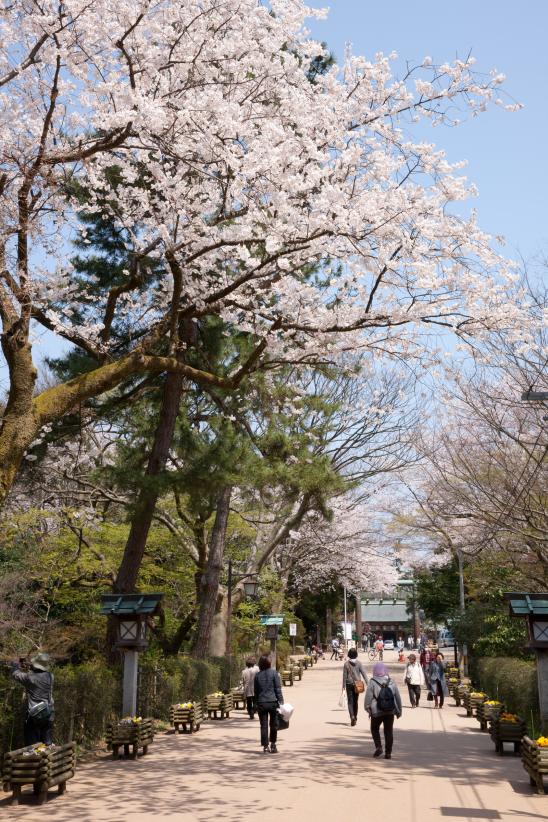 高岡古城公園の桜⑰