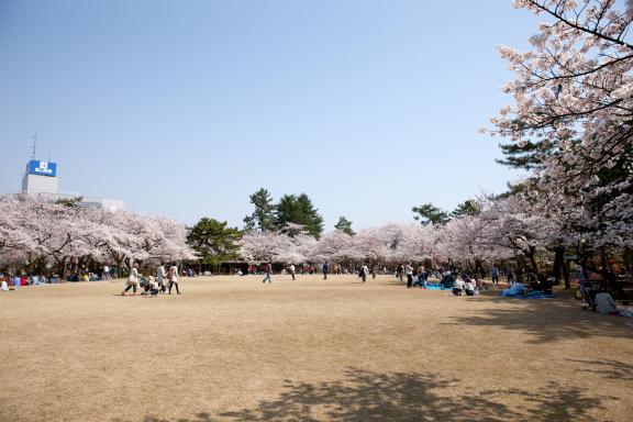 高岡古城公園の桜㉑