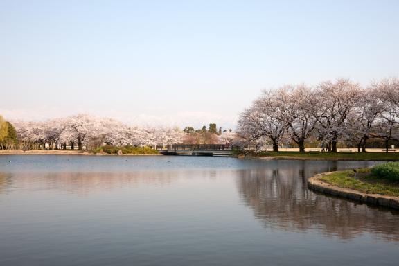 中央植物園の桜①