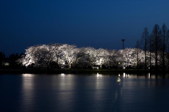 中央植物園夜桜①