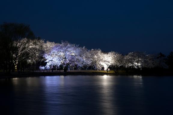 中央植物園夜桜②