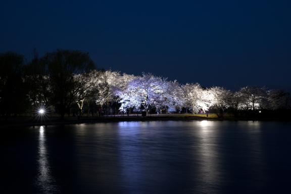 中央植物園夜桜③