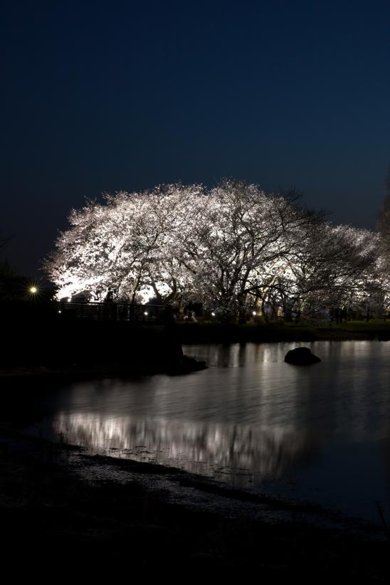 中央植物園夜桜④