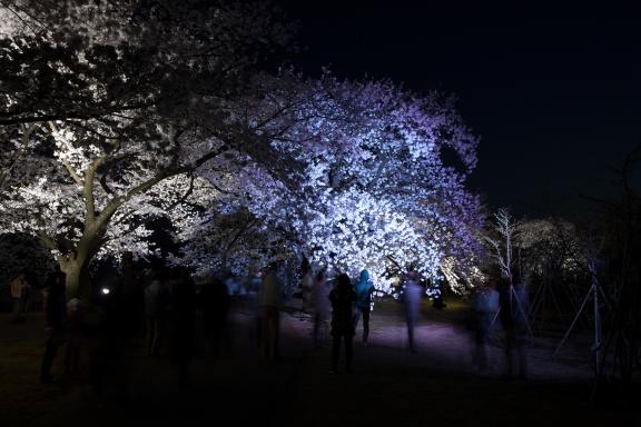 中央植物園夜桜⑤