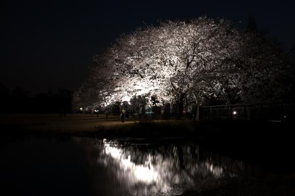 中央植物園夜桜⑦