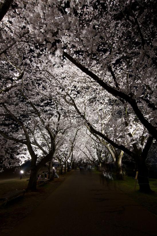 中央植物園夜桜⑧