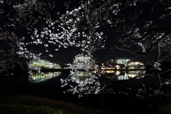 中央植物園夜桜⑨