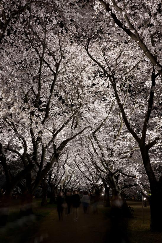 中央植物園夜桜⑩