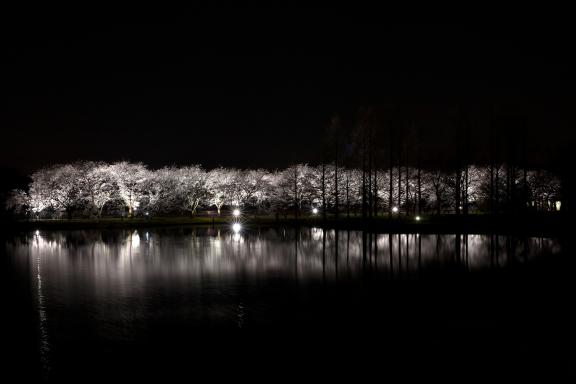中央植物園夜桜⑪