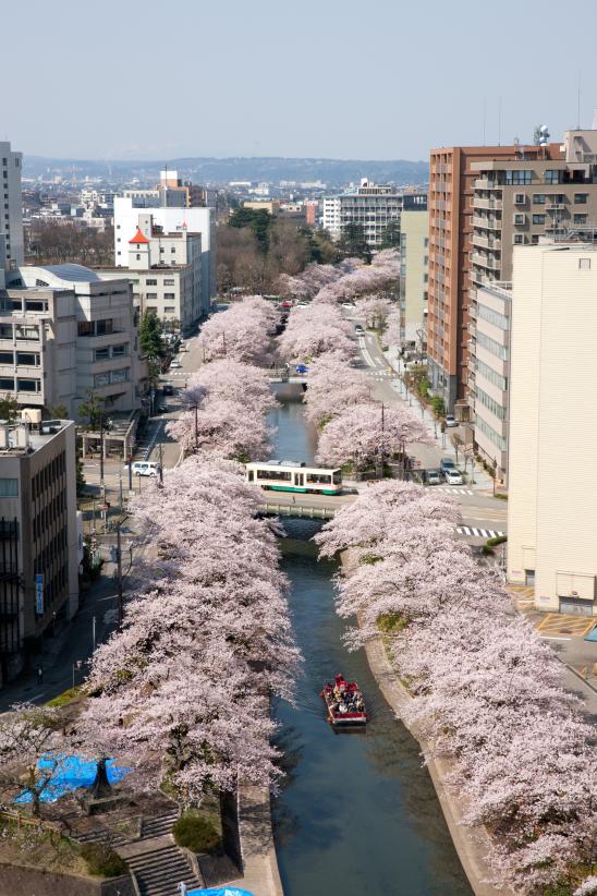 松川の桜⑮
