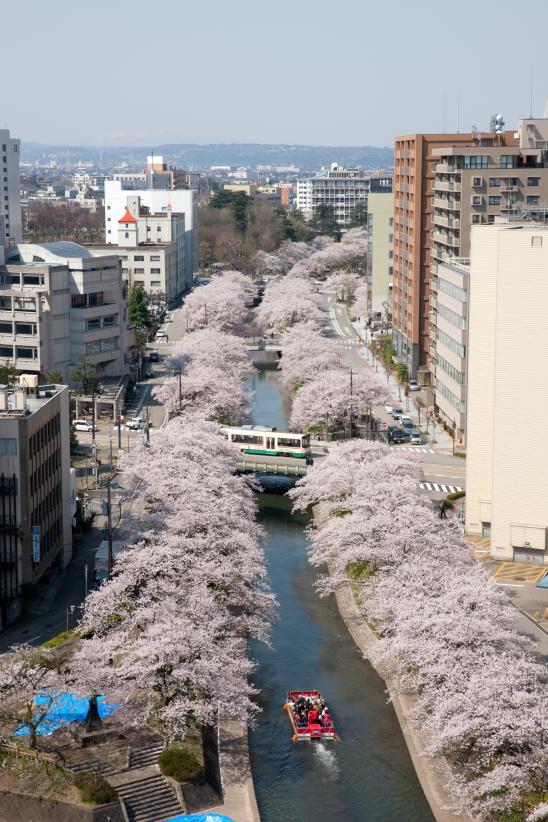 松川の桜⑯
