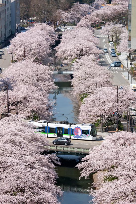 松川の桜⑰