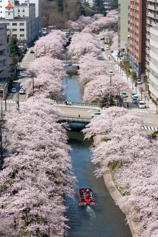 松川の桜⑱
