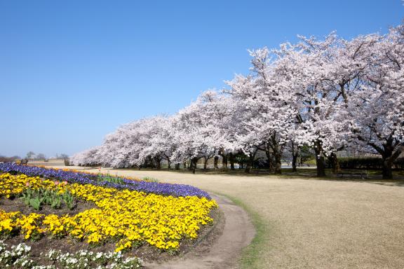 中央植物園の桜⑦
