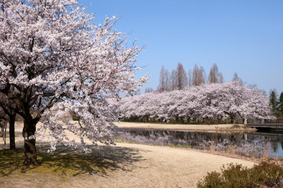 中央植物園の桜⑨