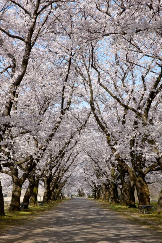 中央植物園の桜⑫