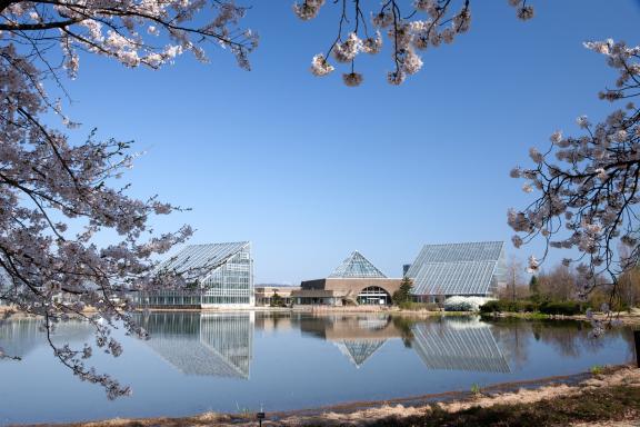 中央植物園の桜⑬