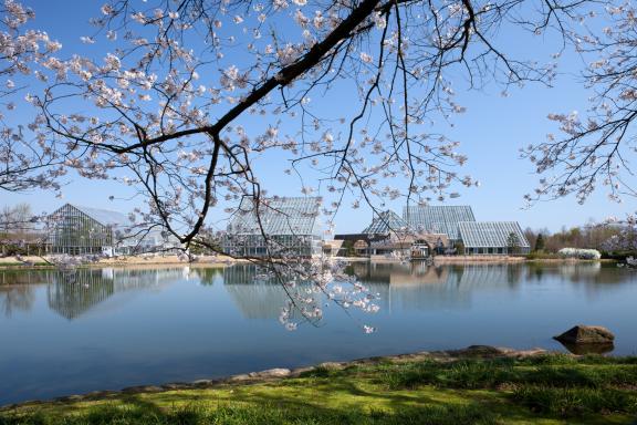 中央植物園の桜⑭