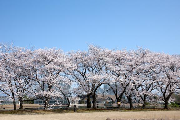 中央植物園の桜⑮