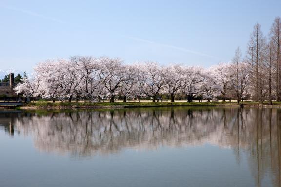 中央植物園の桜⑰