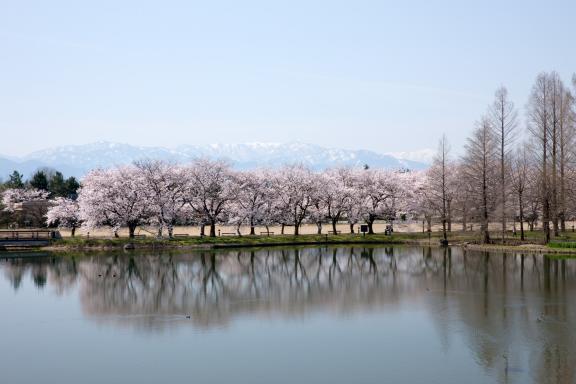 中央植物園の桜⑱