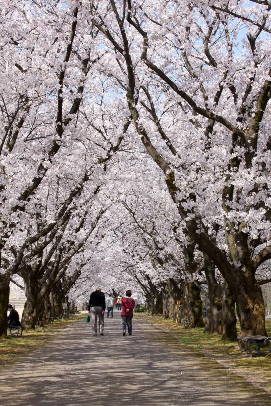 中央植物園の桜⑳
