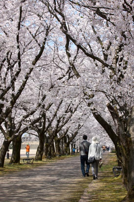 中央植物園の桜㉒