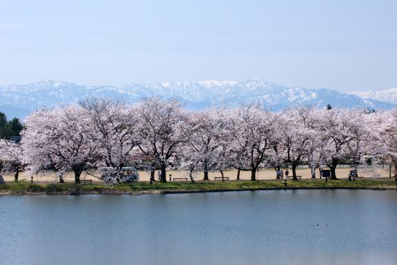 中央植物園の桜㉓