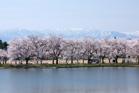 中央植物園の桜㉔