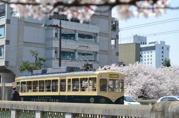 市内電車と桜①