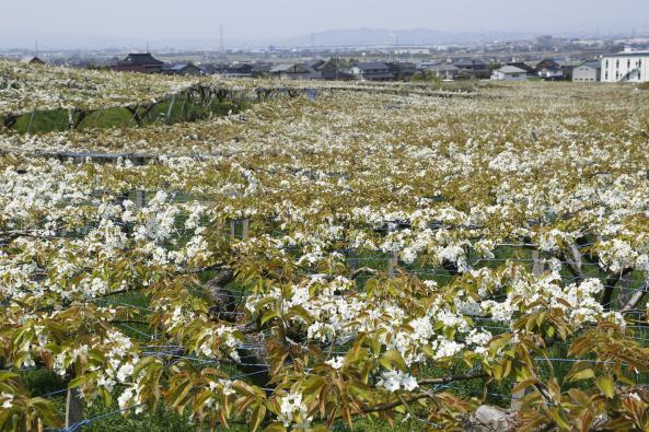 呉羽丘陵梨の花