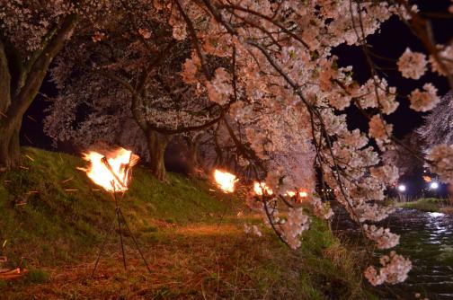 舟川かがり火の夜桜