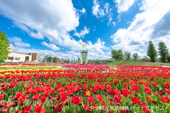 となみチューリップフェア①