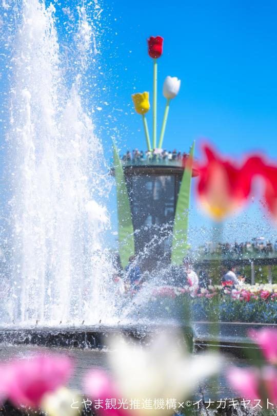 となみチューリップフェア②