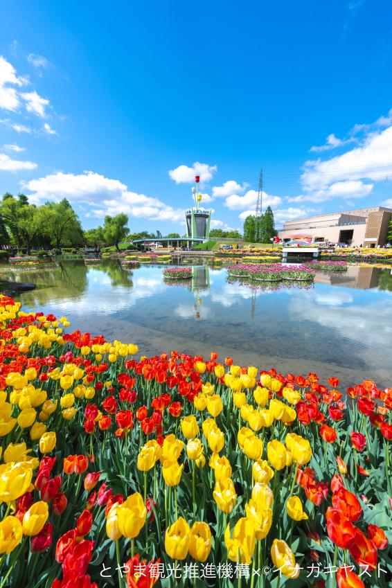 となみチューリップフェア③