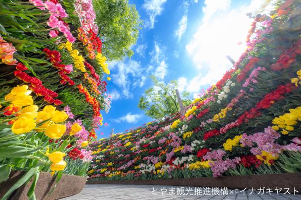 となみチューリップフェア（花の大谷）