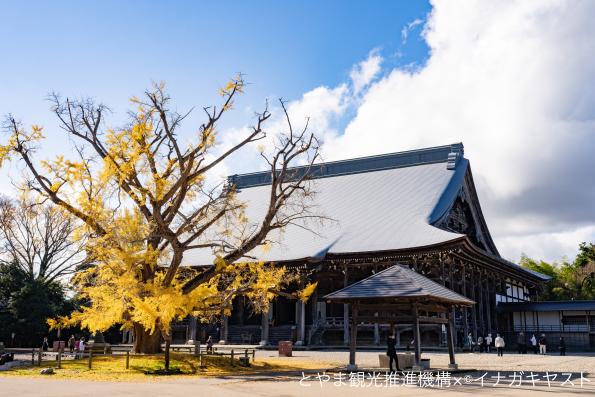 雲龍山 勝興寺③（本堂と黄葉）