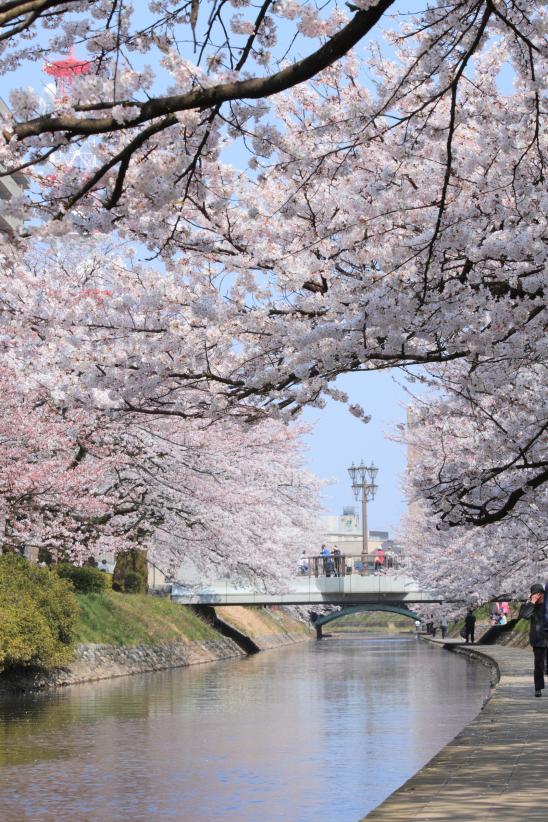 松川の桜⑤