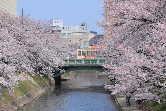 松川の桜⑦