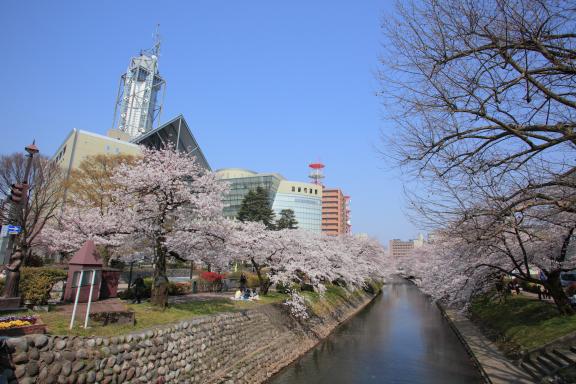 松川の桜⑧