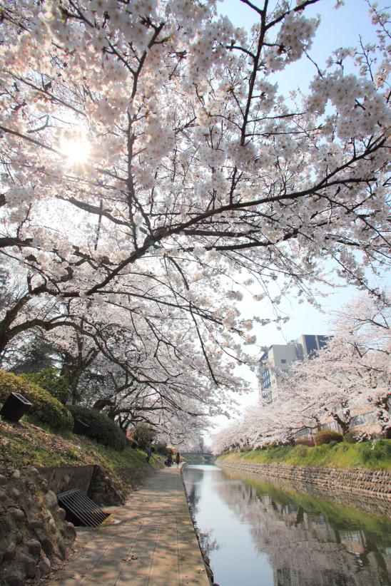 松川の桜⑨