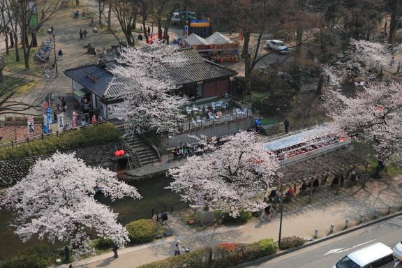 松川の桜⑪