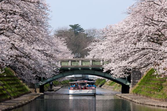 松川の桜⑬