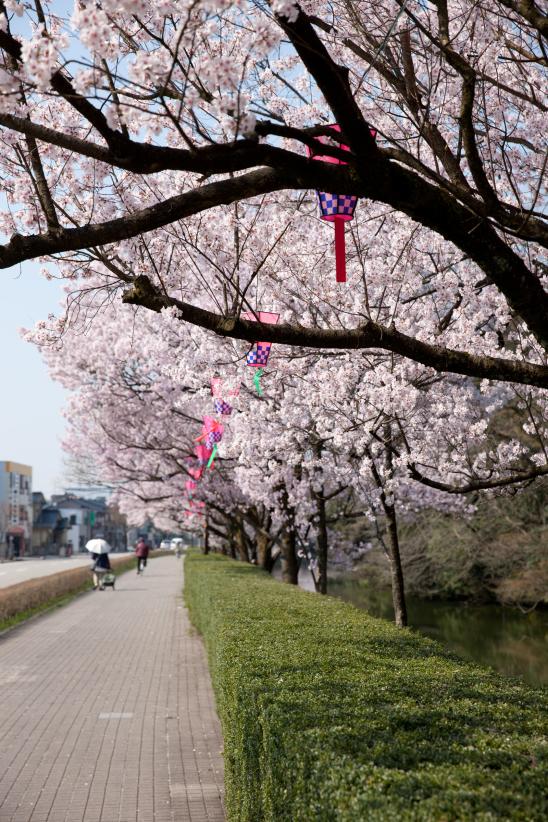 高岡古城公園の桜①