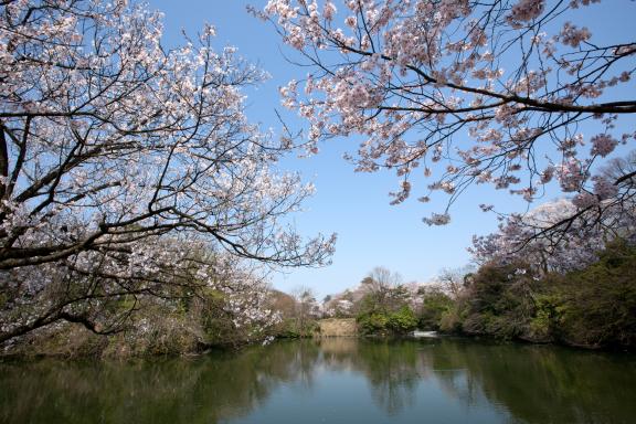高岡古城公園の桜②