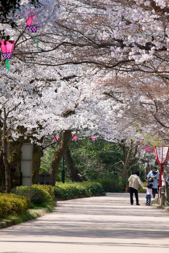 高岡古城公園の桜④