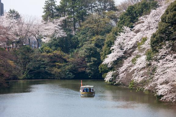 高岡古城公園の桜⑥