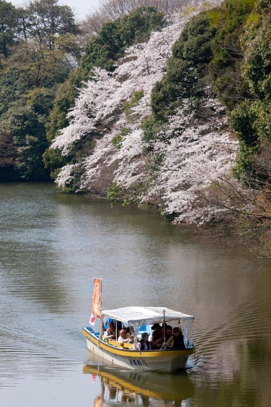 高岡古城公園の桜⑦