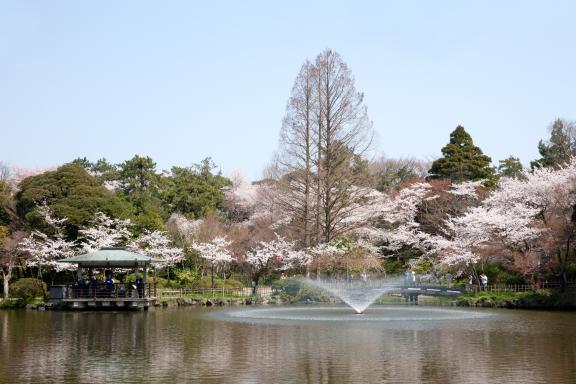 高岡古城公園の桜⑧